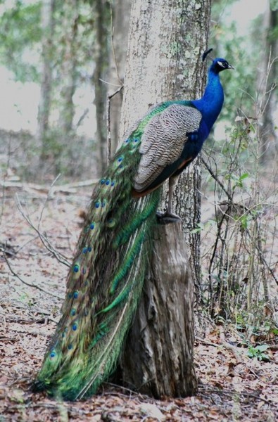 Fred the Peacock