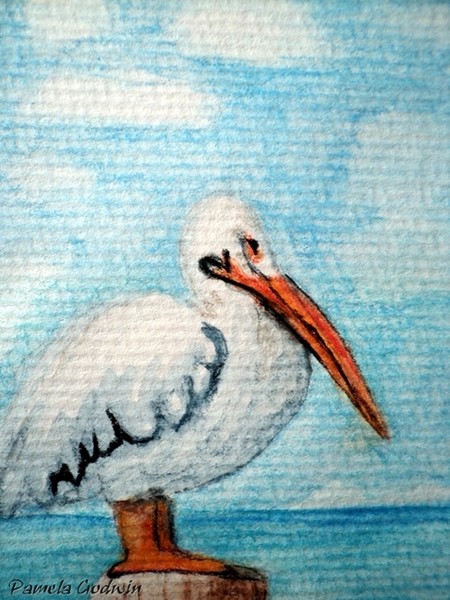 Pelican Nap