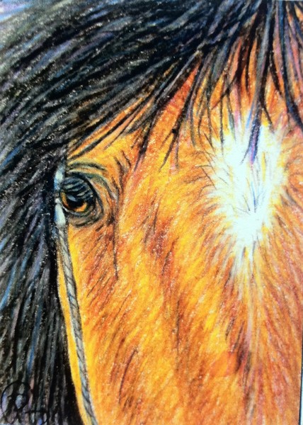 Wild Mustang ACEO
