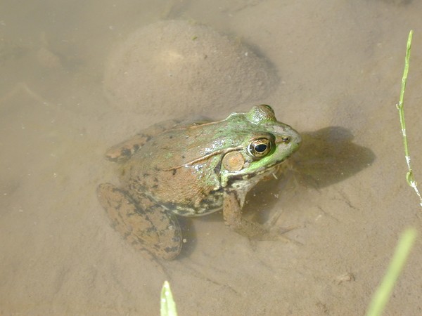 Frog gone it
