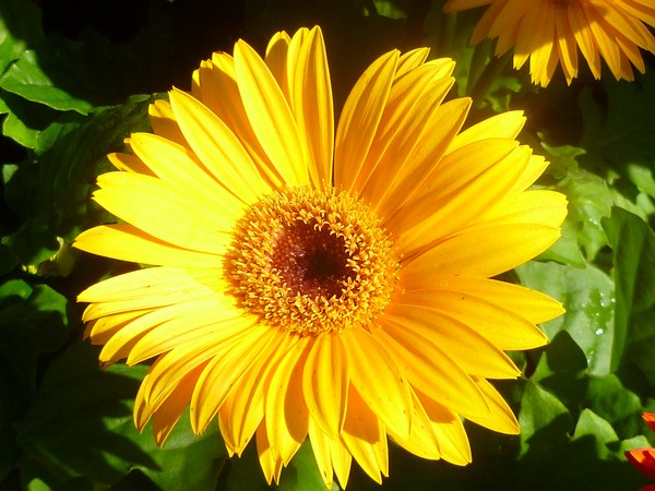 yellow