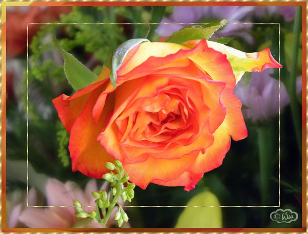 Roses with love