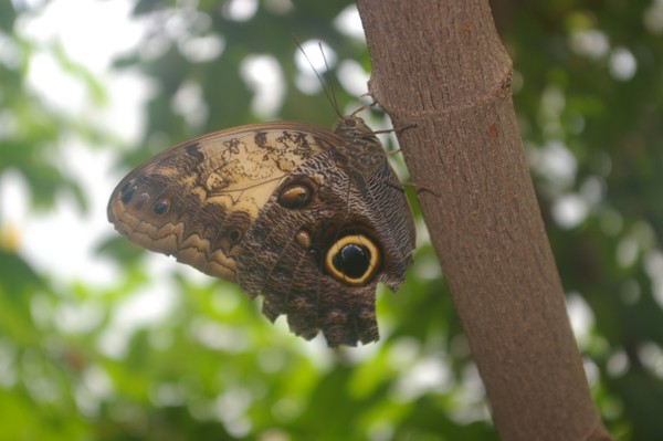 Niagara Butterfly Conservatory 36