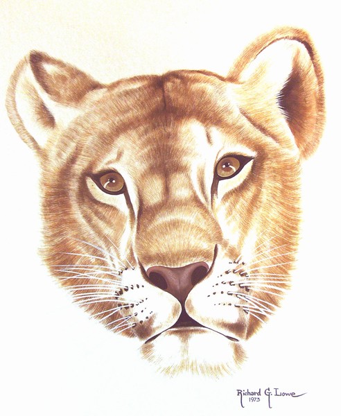 Female African Lion Portrait