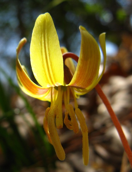 Trout Lily