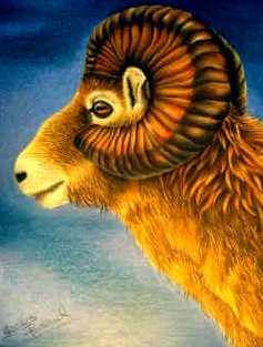 Bighorn sheep