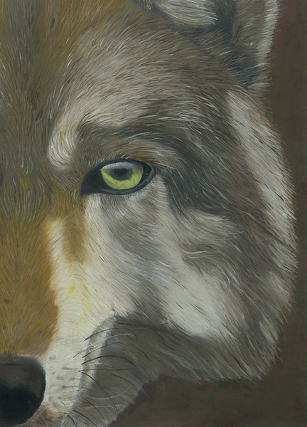 Wolf