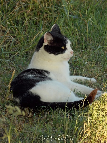 Tom4