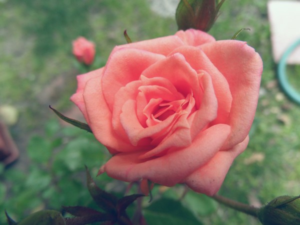 Rose Of Love Lost...