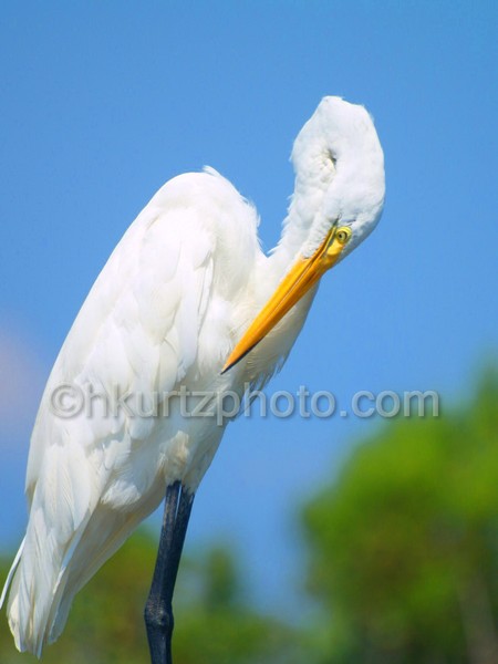Egret Preening