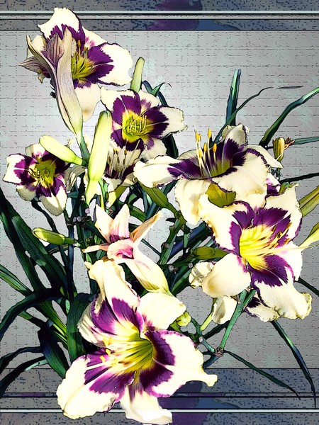 Daylilly Purple and White