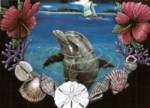 Hibiscus reef