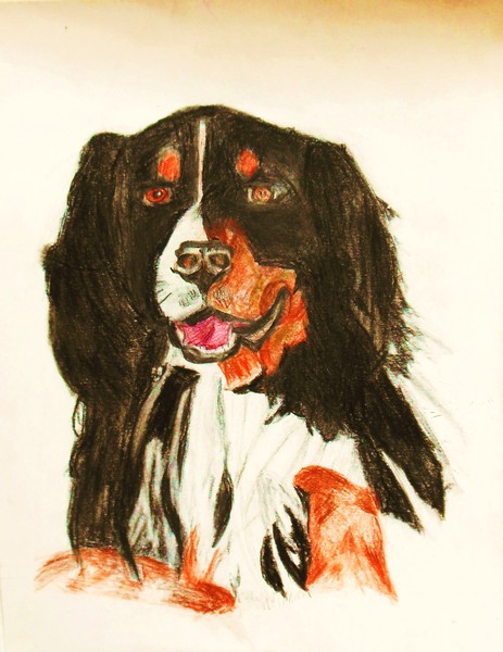 Bernaise Mountain Dog