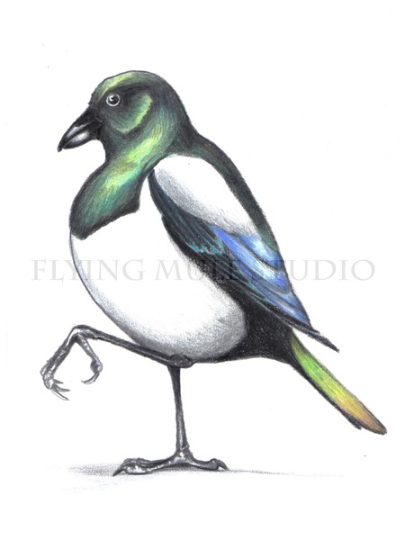 Magpie