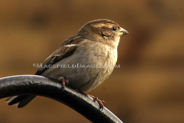 House Sparrow