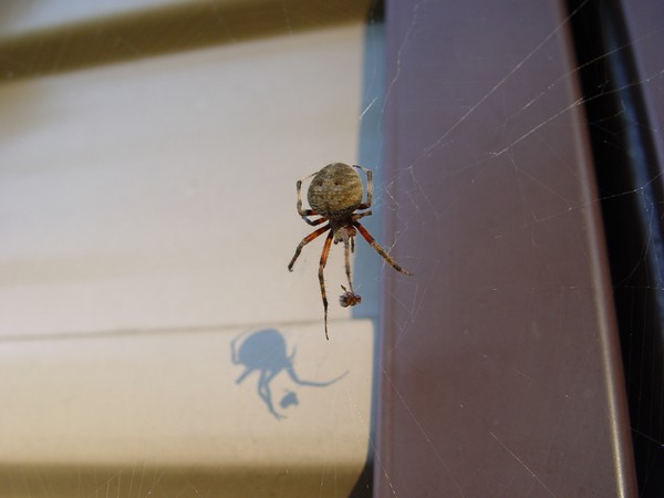 Caught a bug...
