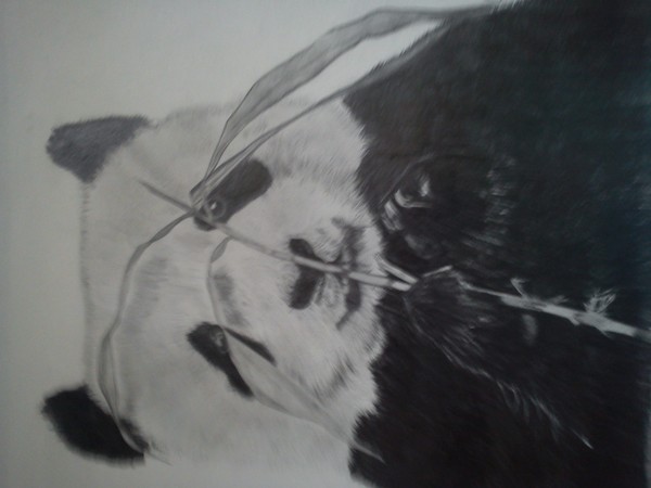 Giant Panda