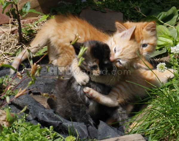 Three lil Kittens, ne1161