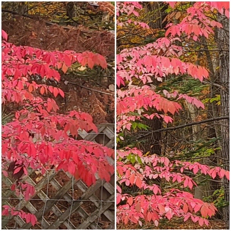 A LITTLE  BUSH/TREE BESIDE MY GATE. ALSO  HAS TINY RED BERRIES. 