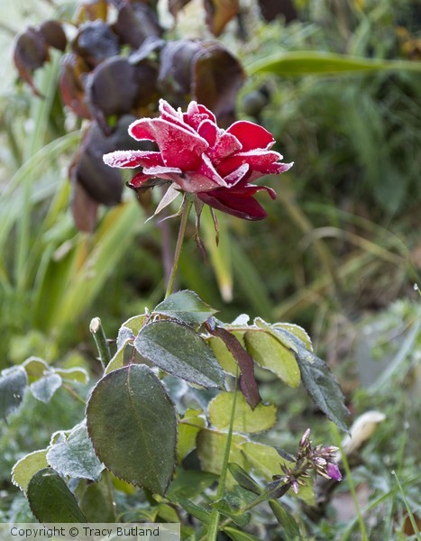 Rose II