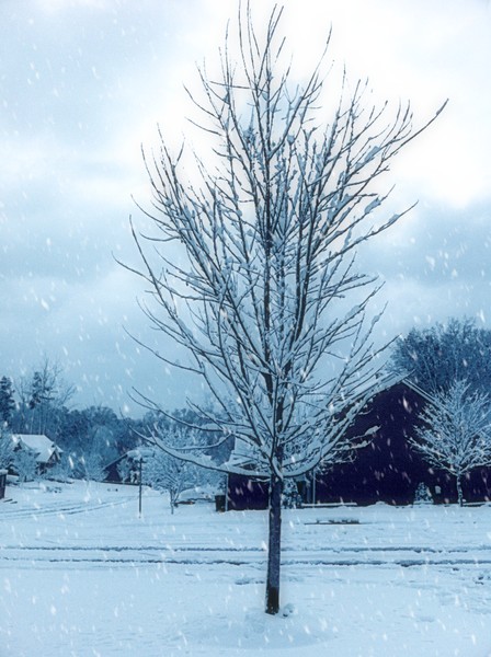 Winter Snow