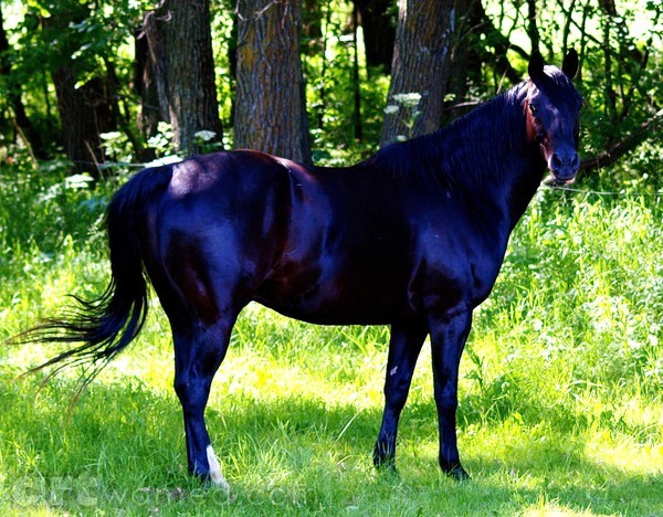 DARK HANDSOME