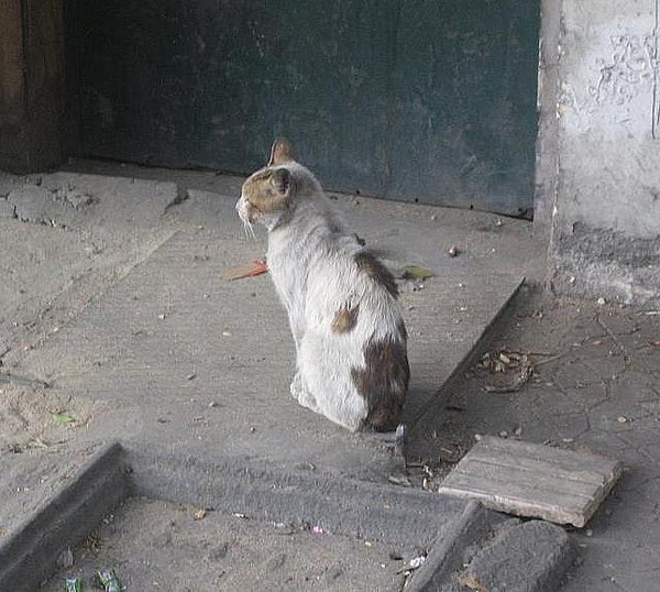 Kitty in Cairo
