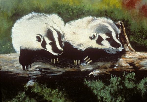 Montana Badgers