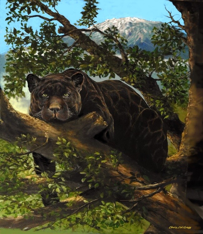 Black Leopard