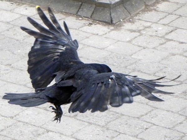 Rook