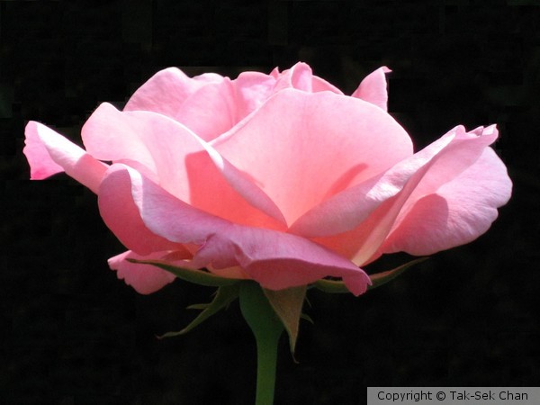 Rose in a true lateral profile, 09-19-2011