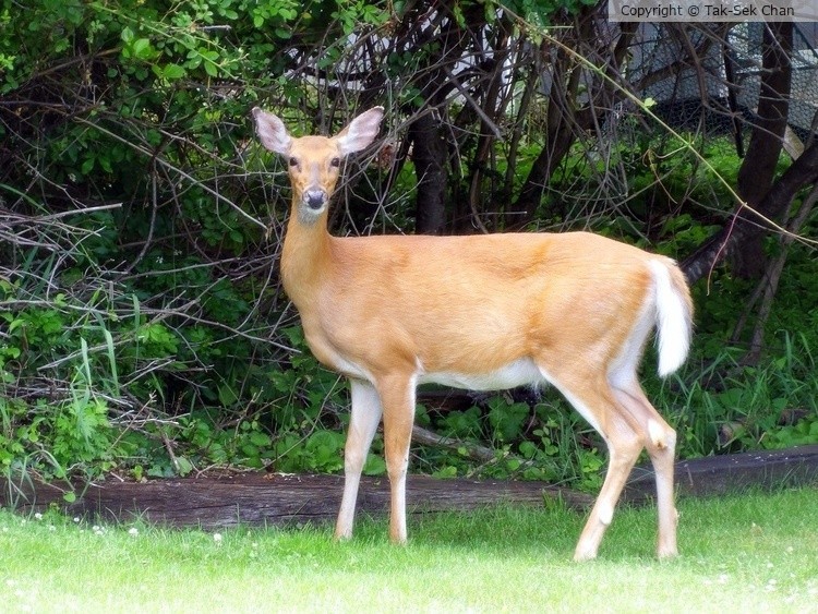 Formal portrait of a young deer, 06-13-2022
