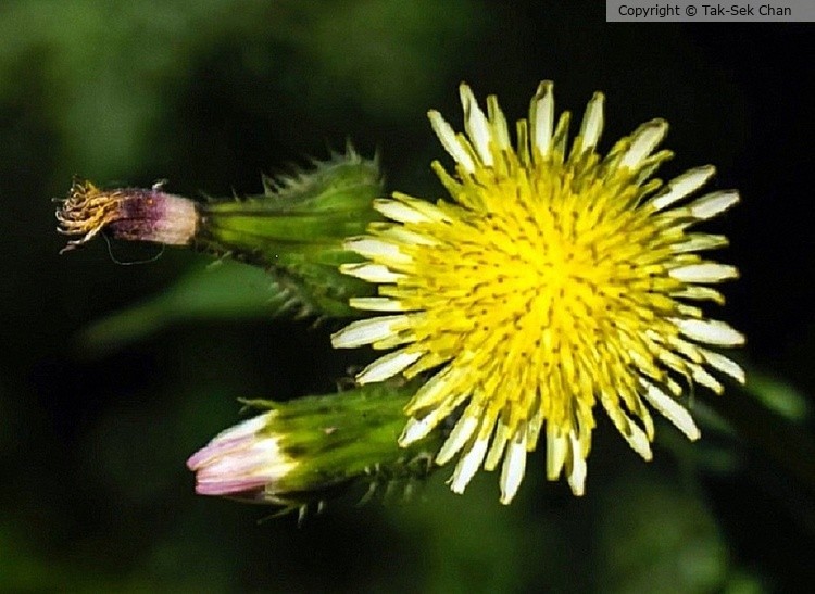 Yellow Endive (Sonchus oleraceus), Lake Elsinore, CA, USA, 2019
