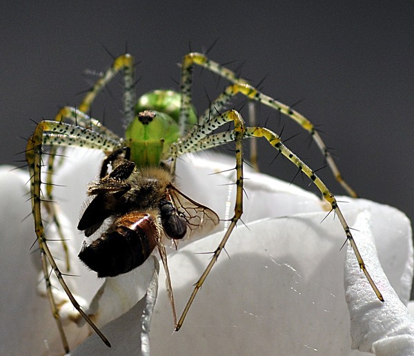 Spider vs Bee
