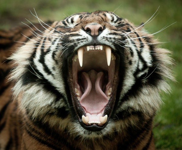 Yawning tiger
