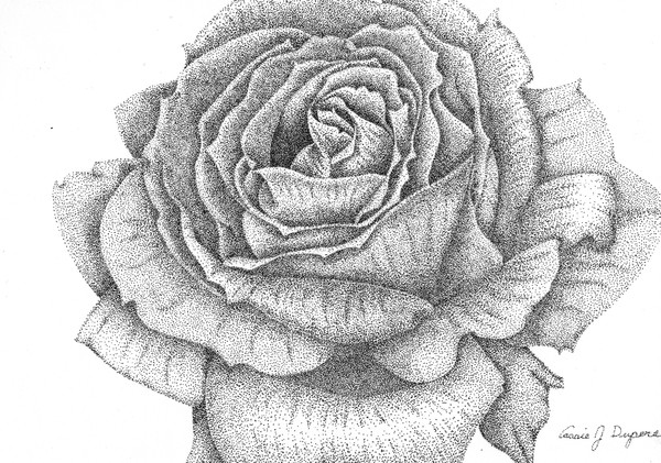 Rose01