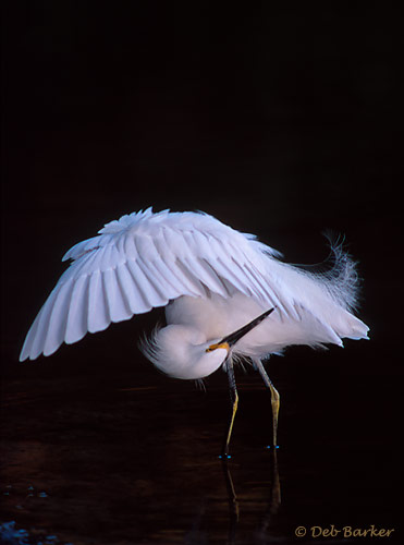 Snowy Egret Preening