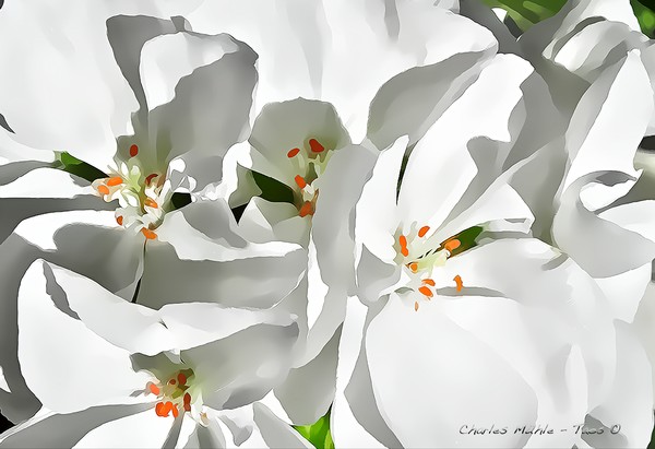 White Geraniums