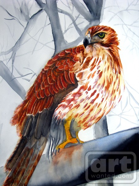 Red Tail Hawk