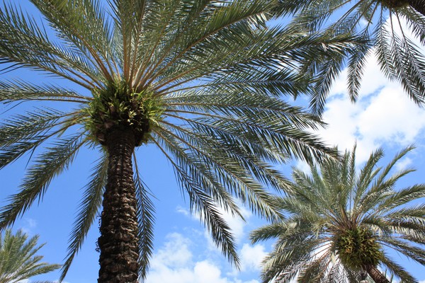 Palm tree