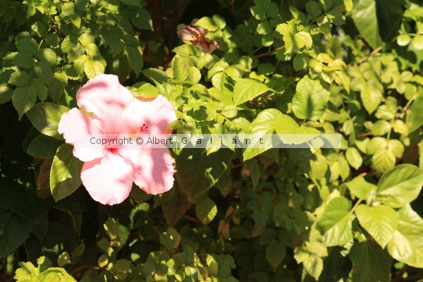 Tropical Flower