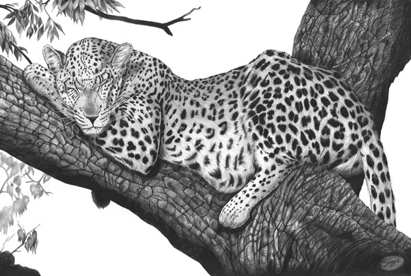 Afternoon Snooze