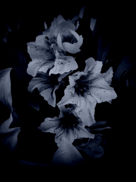 Coemeterium Flores