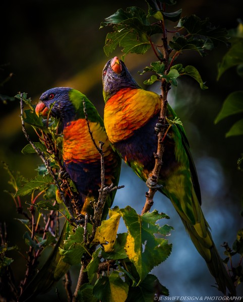 Rosella 000