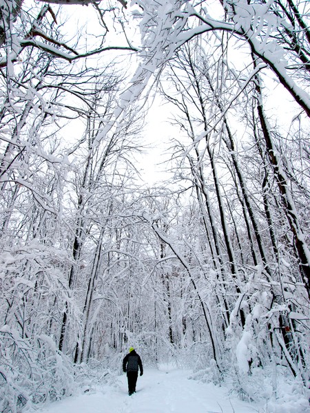 Winter Forest