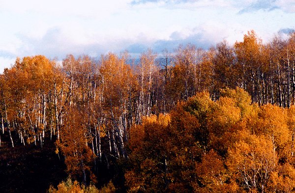 Autumn Hillside
