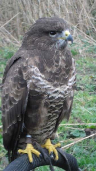 Owls and birds of prey 02