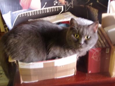 CAT in a BOX
