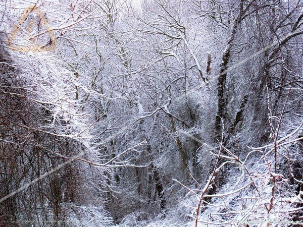 White Forest