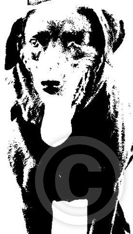 angel no 1 face craig 09